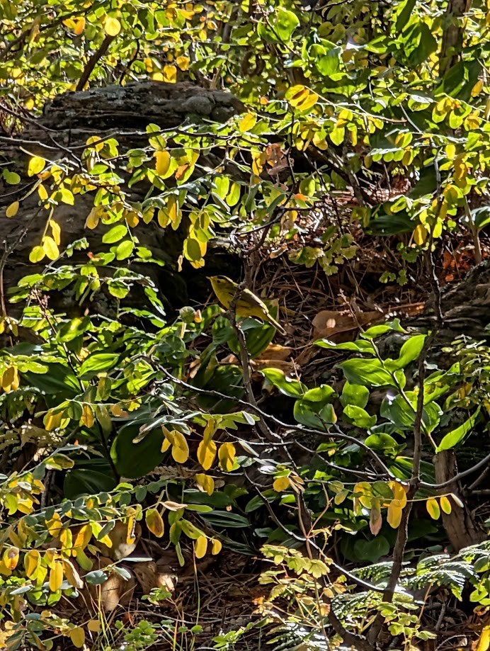 Wilson's Warbler - ML642797084