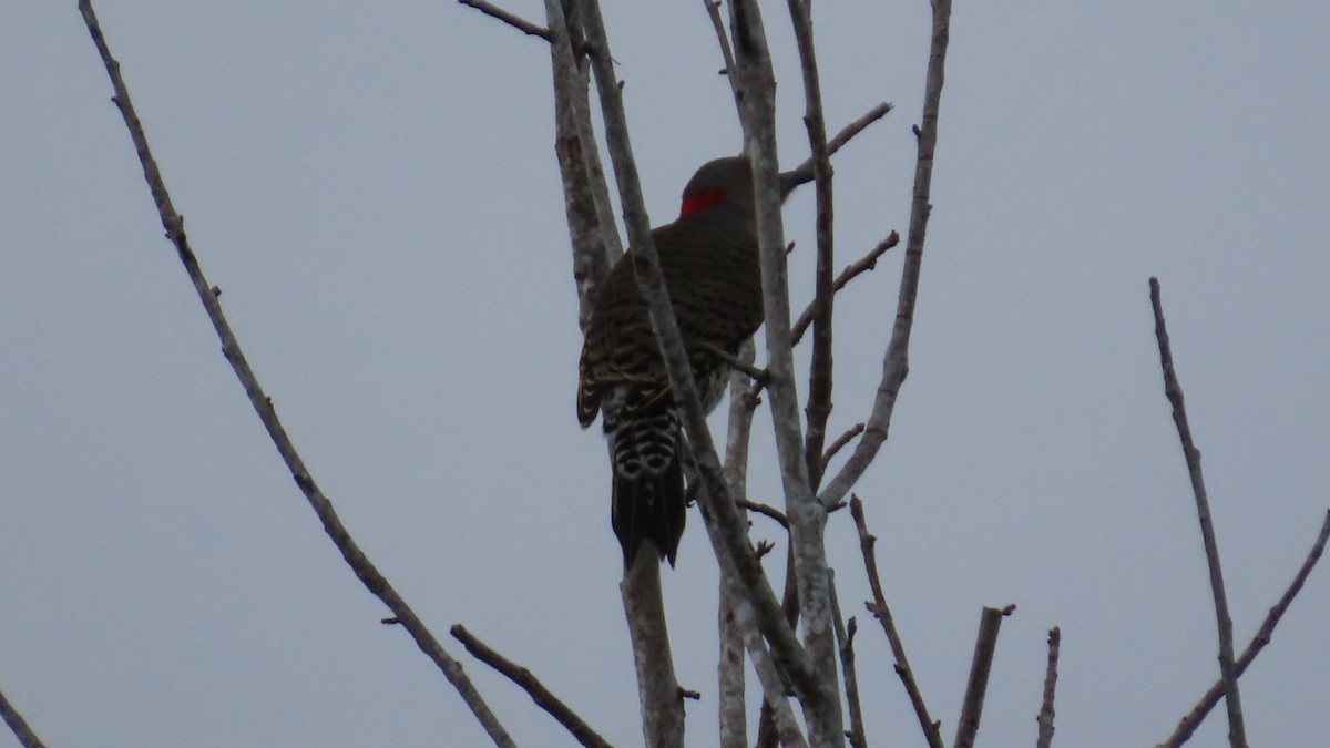 Northern Flicker - ML642797085