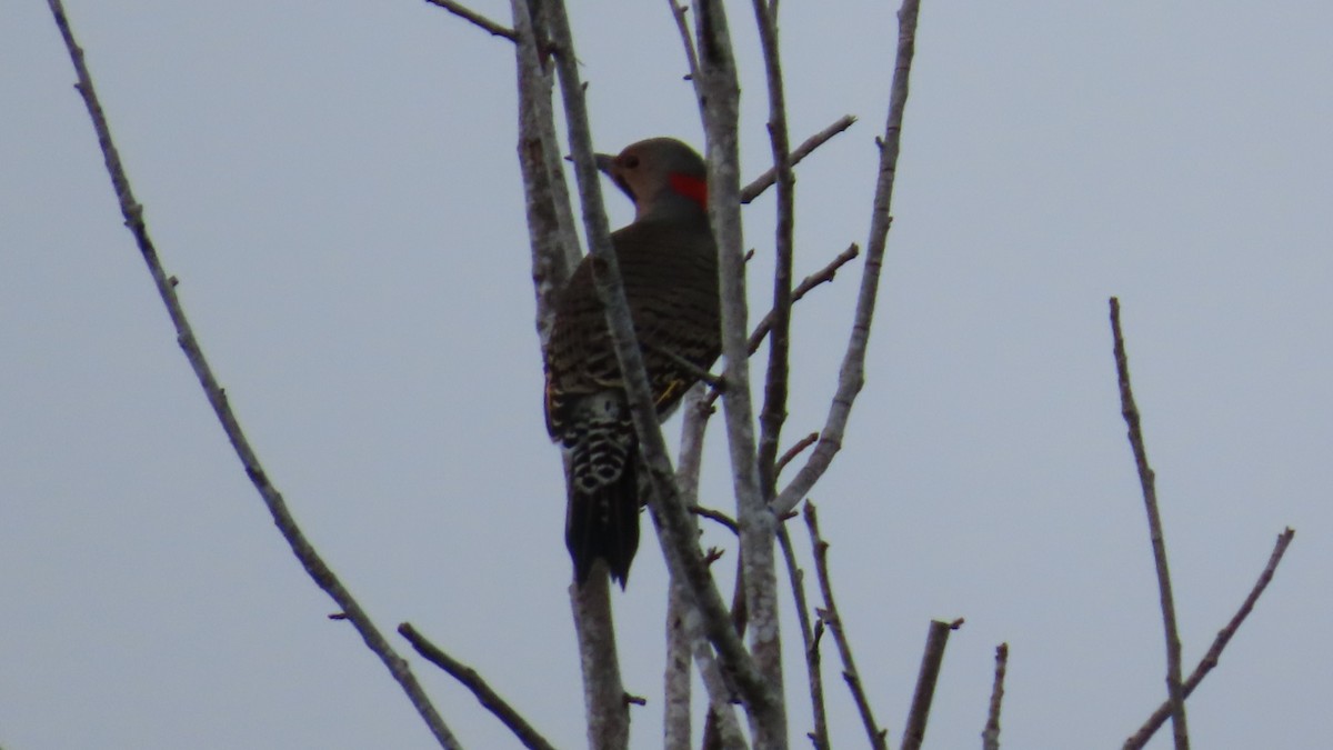 Northern Flicker - ML642797086
