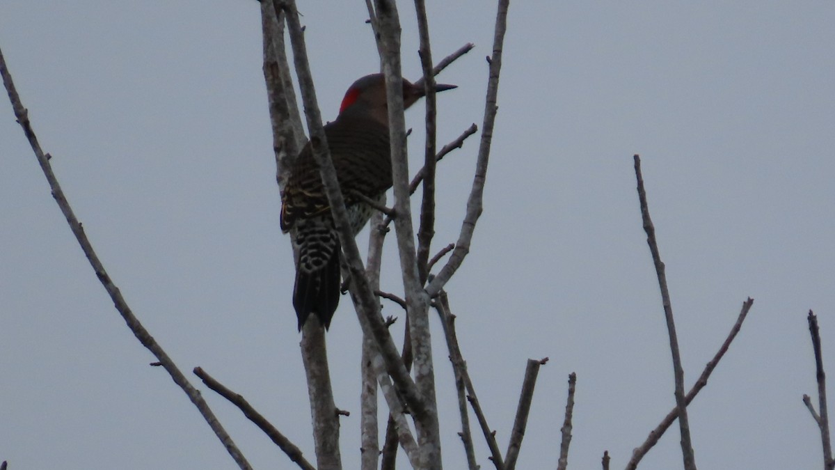Northern Flicker - ML642797087