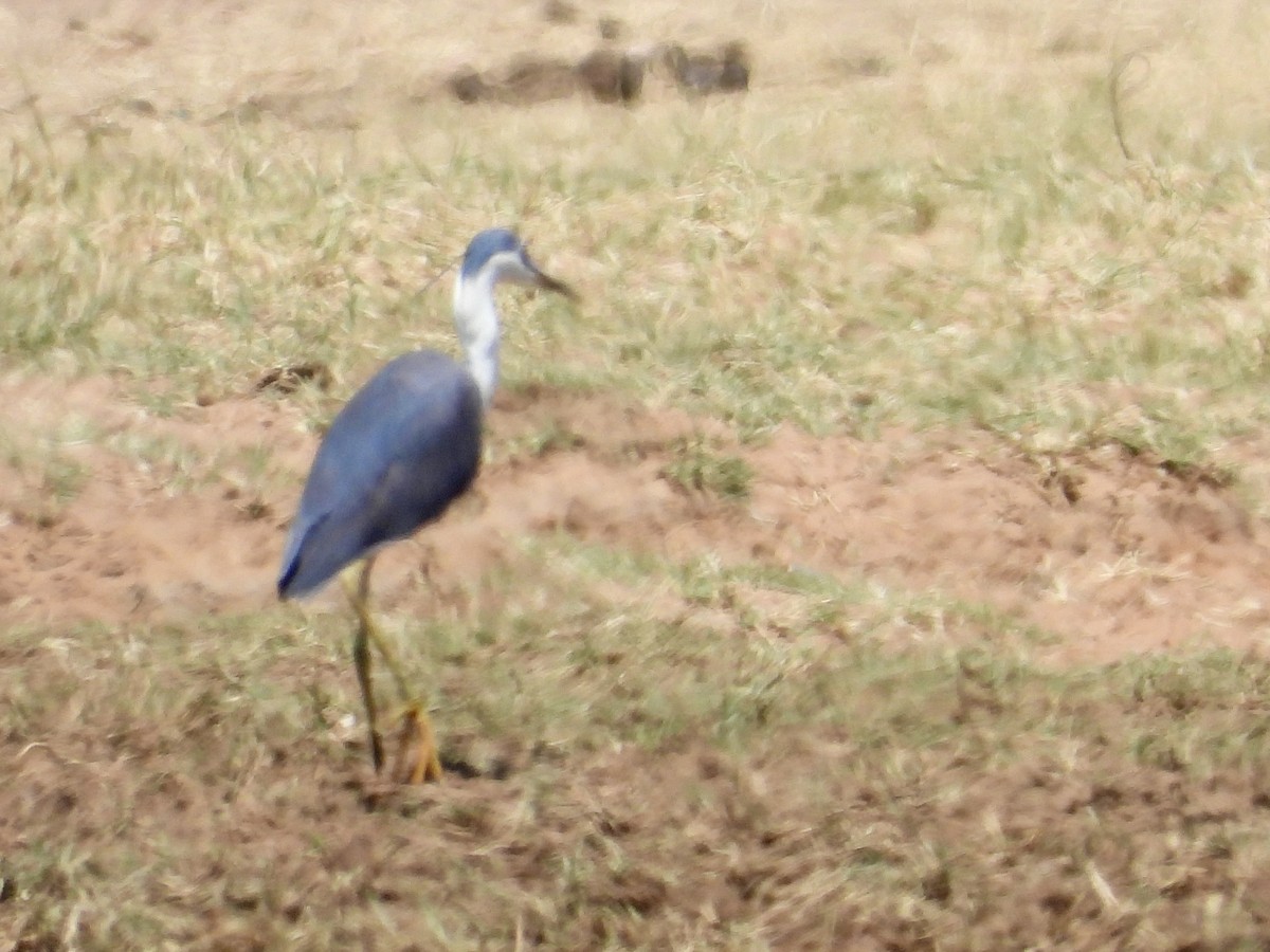 Pied Heron - ML642797088