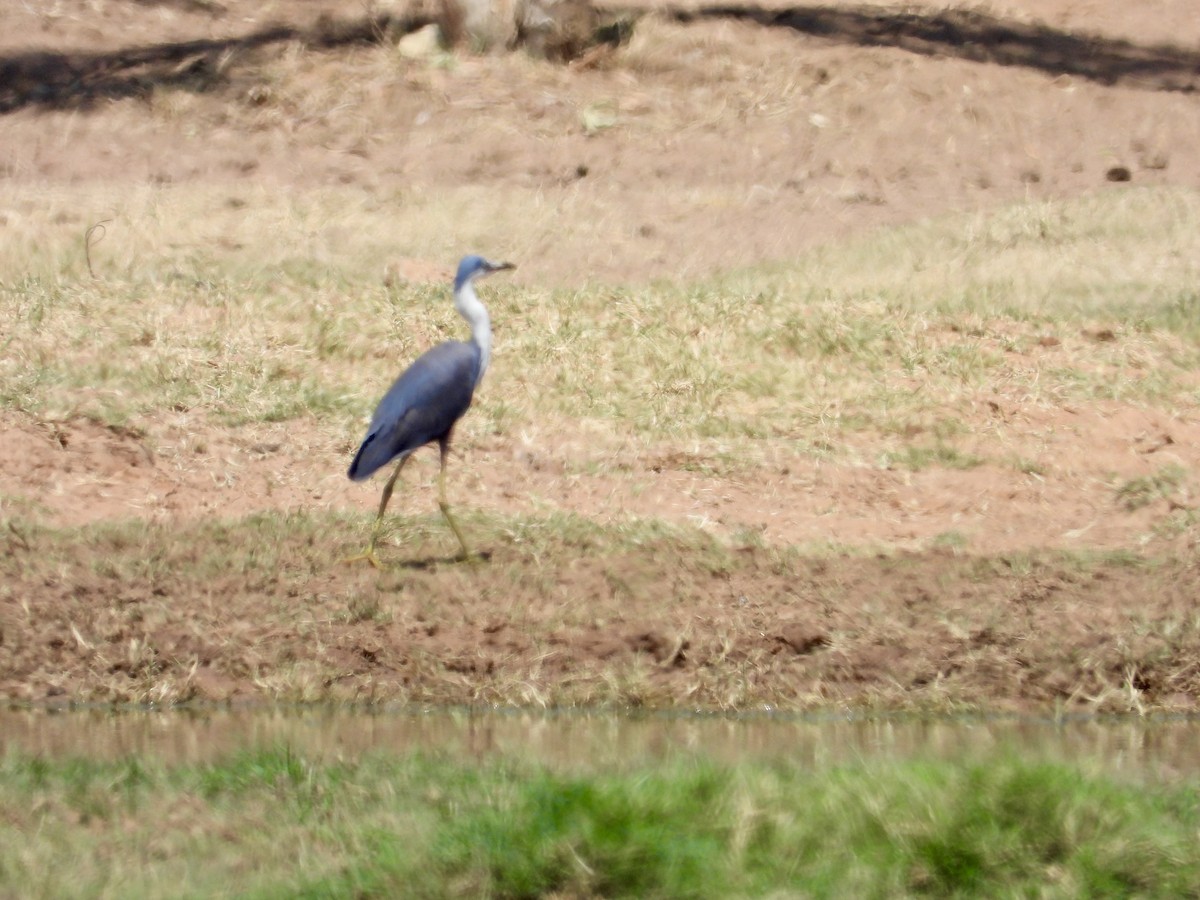 Pied Heron - ML642797089
