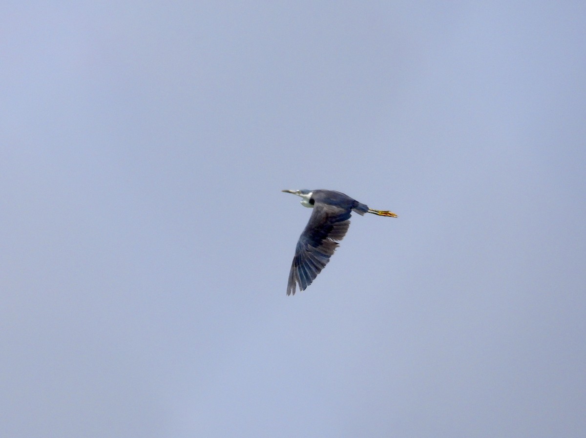 Pied Heron - ML642797090