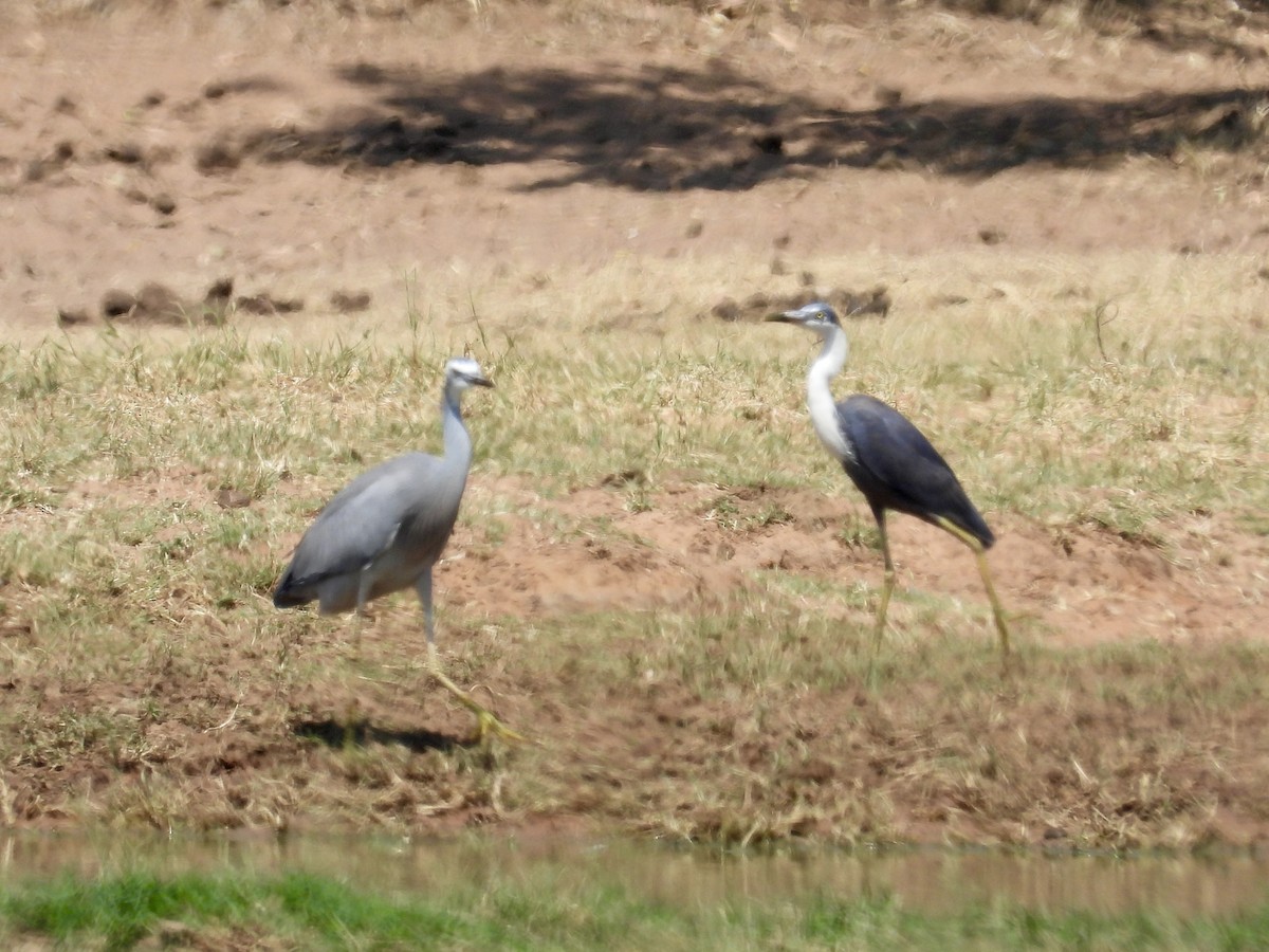 Pied Heron - ML642797091