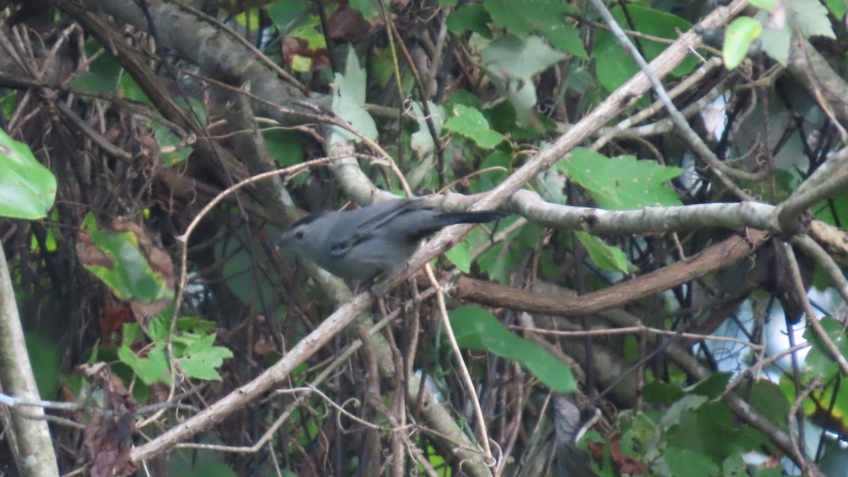 Gray Catbird - ML642797104