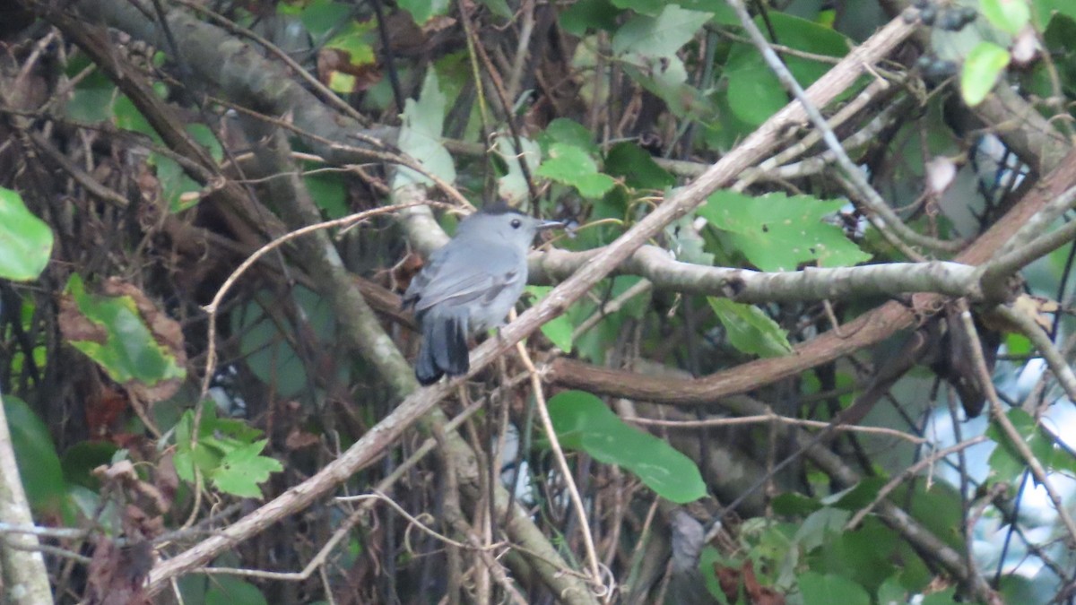 Gray Catbird - ML642797105