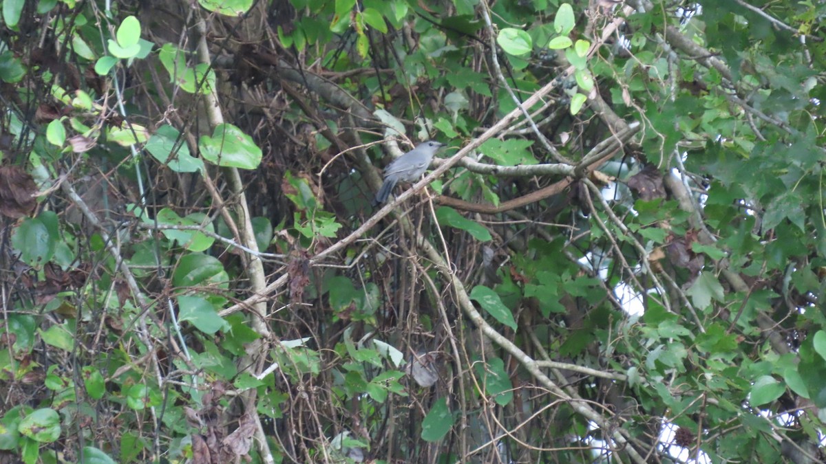 Gray Catbird - ML642797106