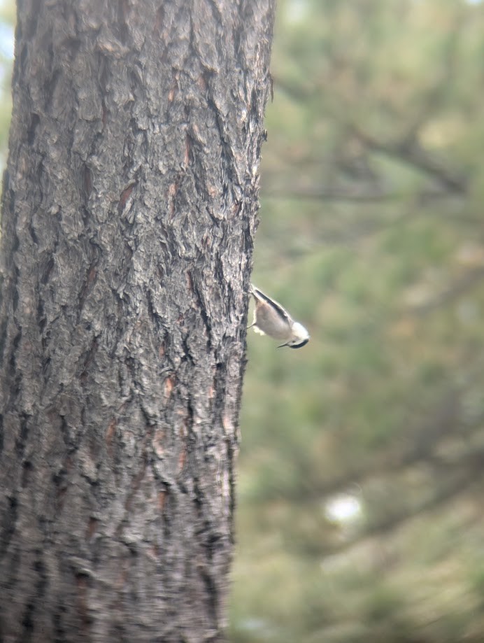 White-breasted Nuthatch - ML642797116