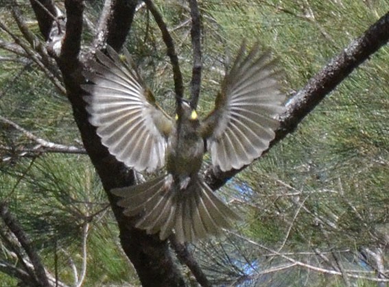 Lewin's Honeyeater - ML642797117