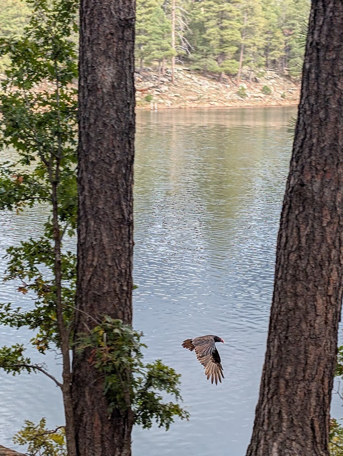 Turkey Vulture - ML642797118