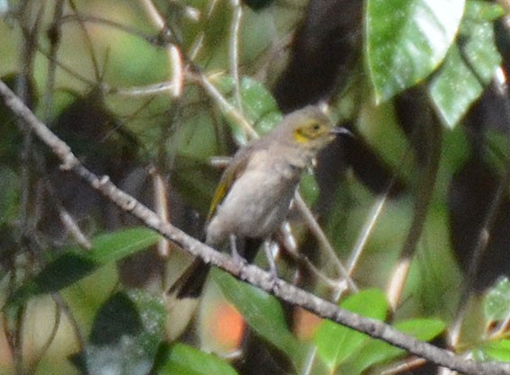 Yellow-tinted Honeyeater - ML642797123