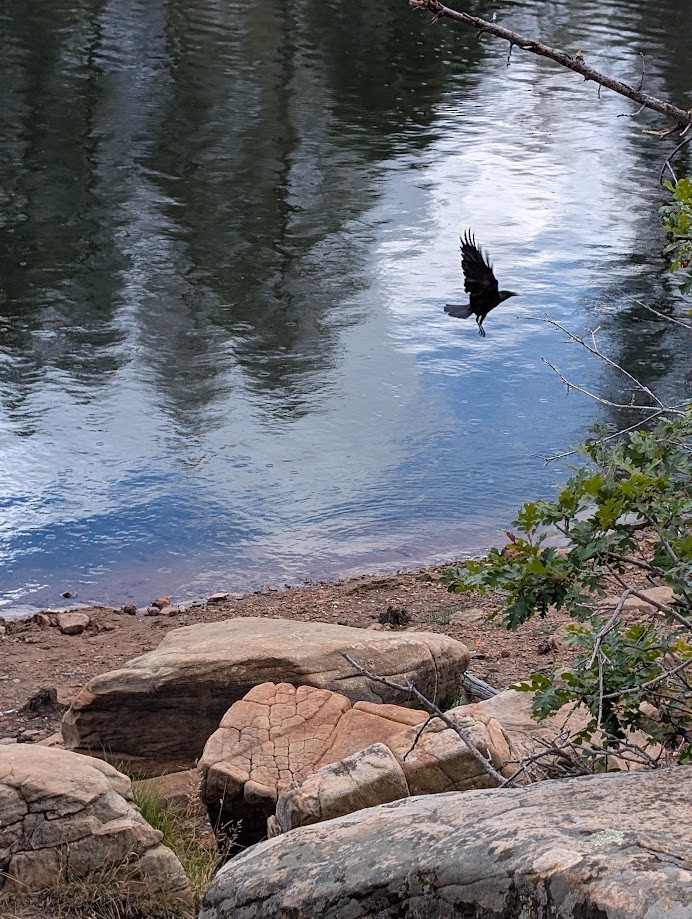 American Crow - ML642797128