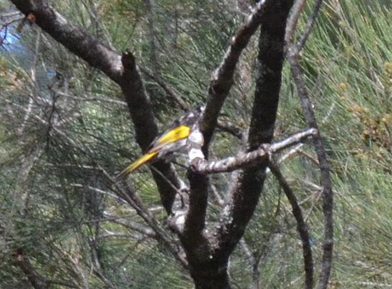 White-cheeked Honeyeater - ML642797131
