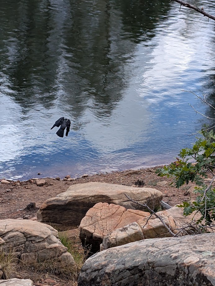 American Crow - ML642797132