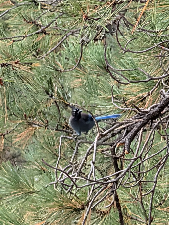 Steller's Jay (Southwest Interior) - ML642797138