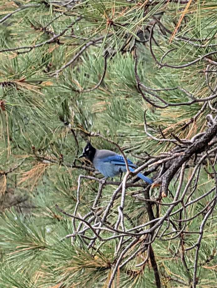 Steller's Jay (Southwest Interior) - ML642797141