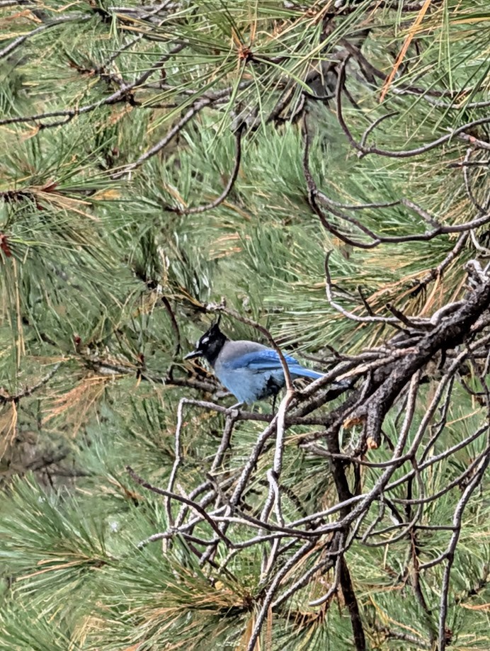 Steller's Jay (Southwest Interior) - ML642797145