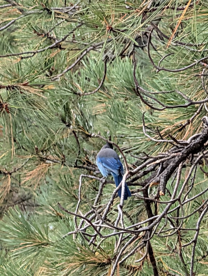 Steller's Jay (Southwest Interior) - ML642797149