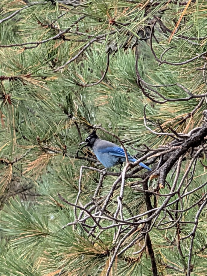 Steller's Jay (Southwest Interior) - ML642797156