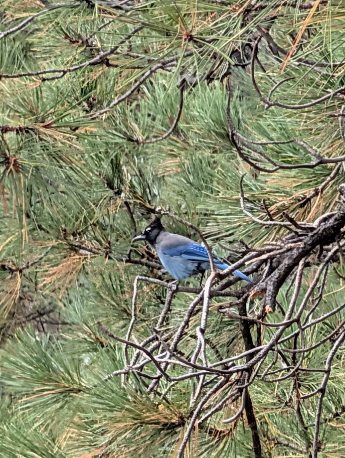 Steller's Jay (Southwest Interior) - ML642797158
