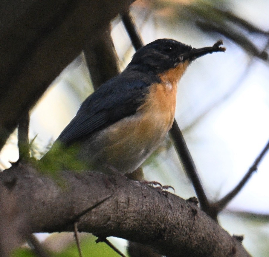 Tickell's Blue Flycatcher - ML642797165