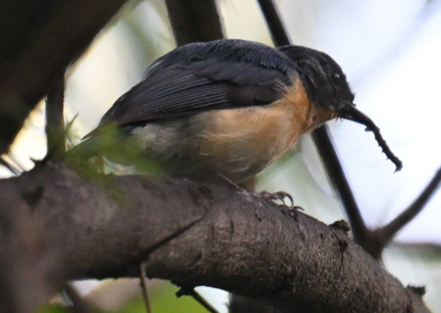 Tickell's Blue Flycatcher - ML642797166