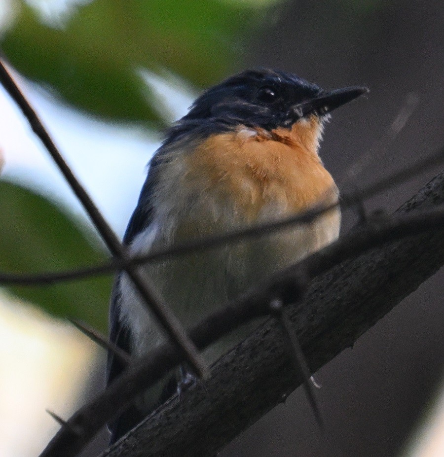 Tickell's Blue Flycatcher - ML642797167