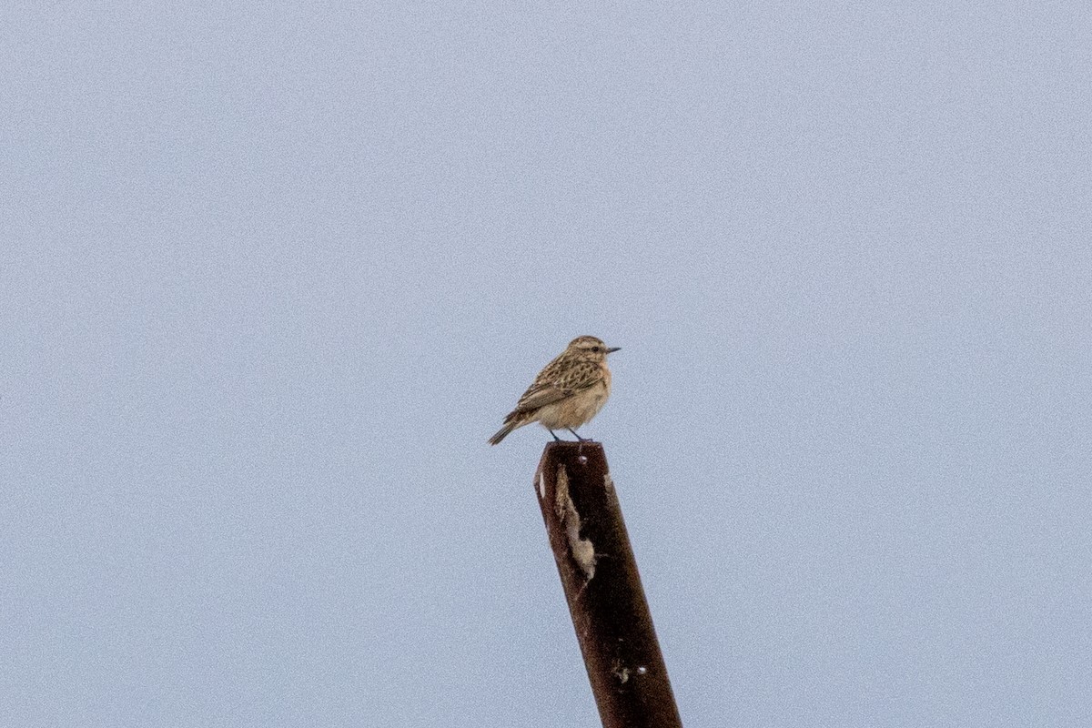 Whinchat - ML642797192