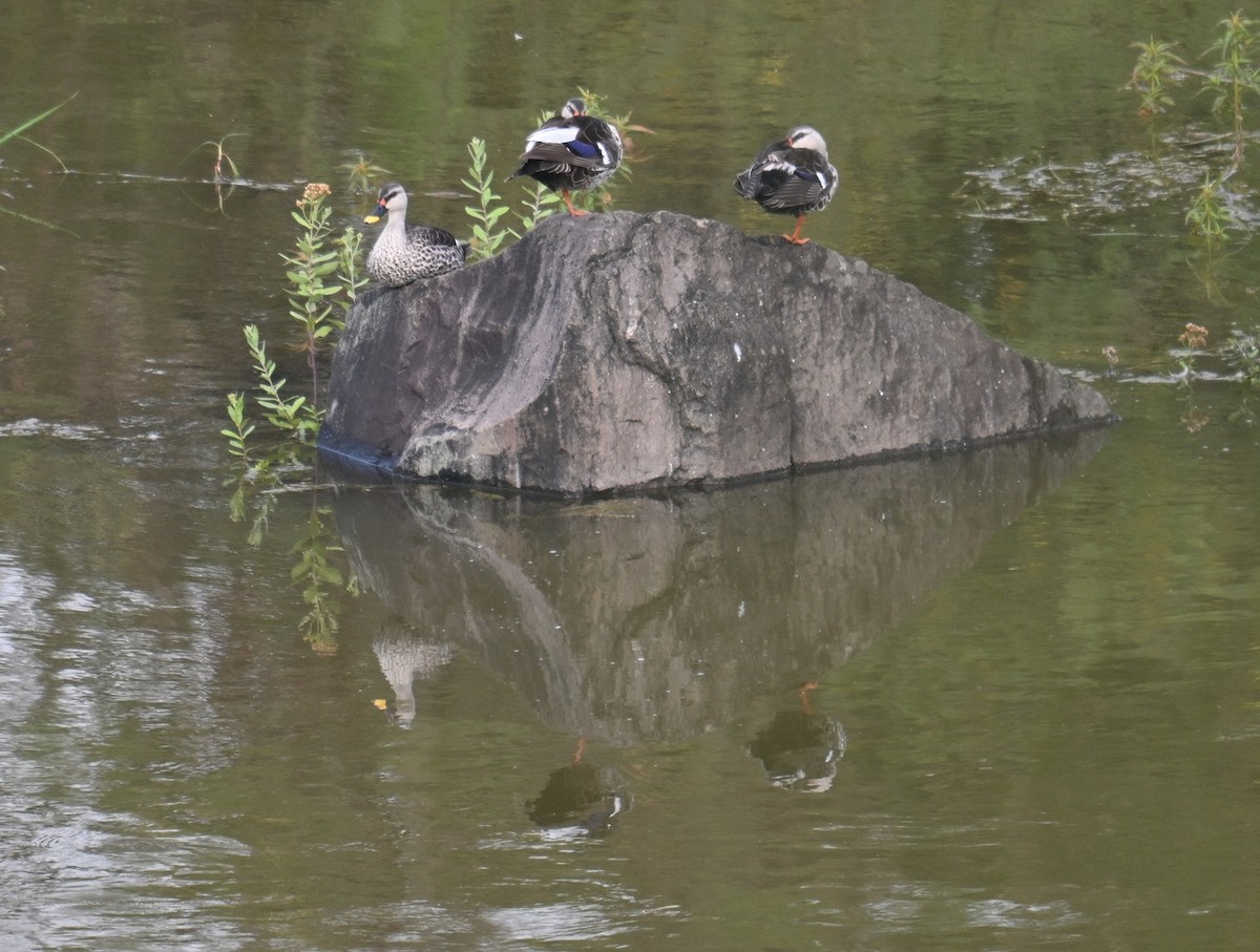 Indian Spot-billed Duck - ML642797195