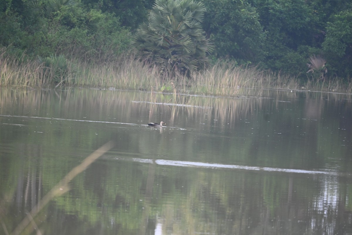 Indian Spot-billed Duck - ML642797197