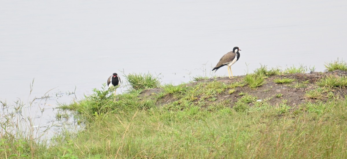 Red-wattled Lapwing - ML642797200