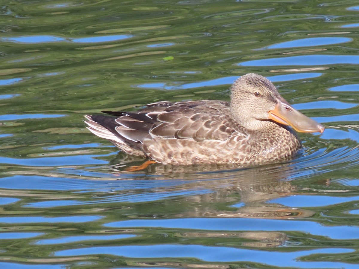 Northern Shoveler - ML642797201