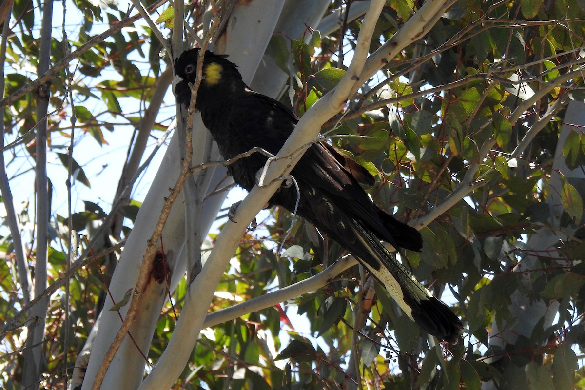 Yellow-tailed Black-Cockatoo - ML642797228