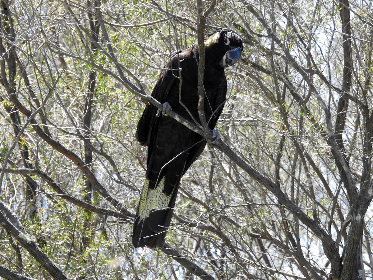 Yellow-tailed Black-Cockatoo - ML642797229