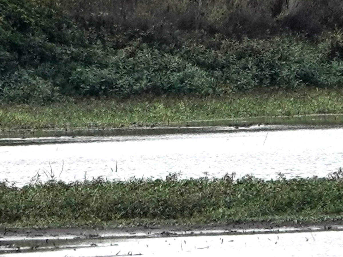 ibis americký - ML642797247