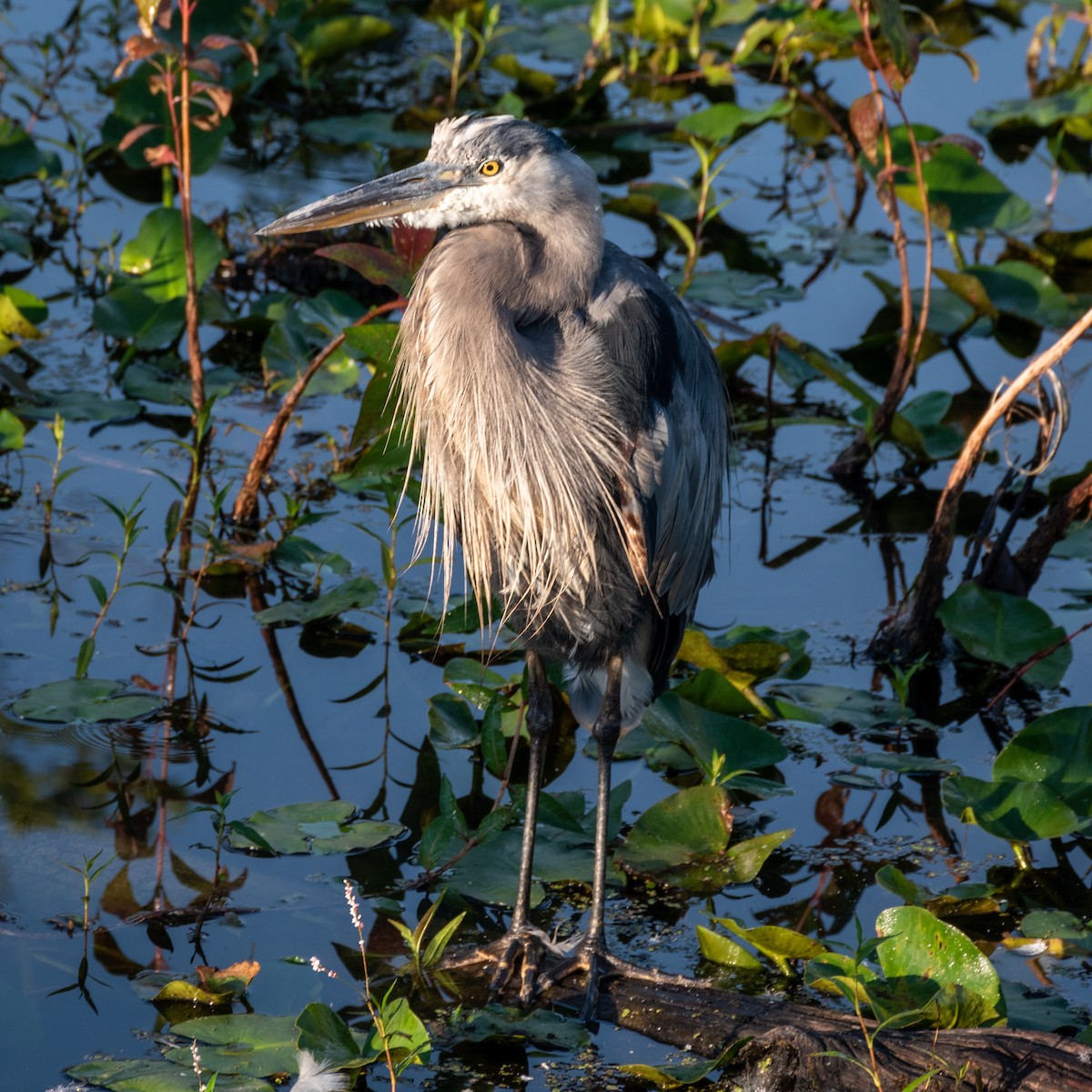 Great Blue Heron - ML642797249
