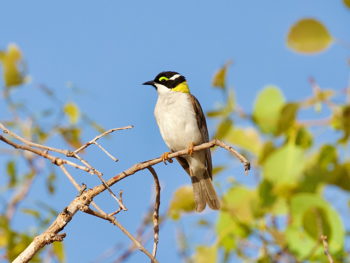 Black-chinned Honeyeater (Golden-backed) - ML642797256