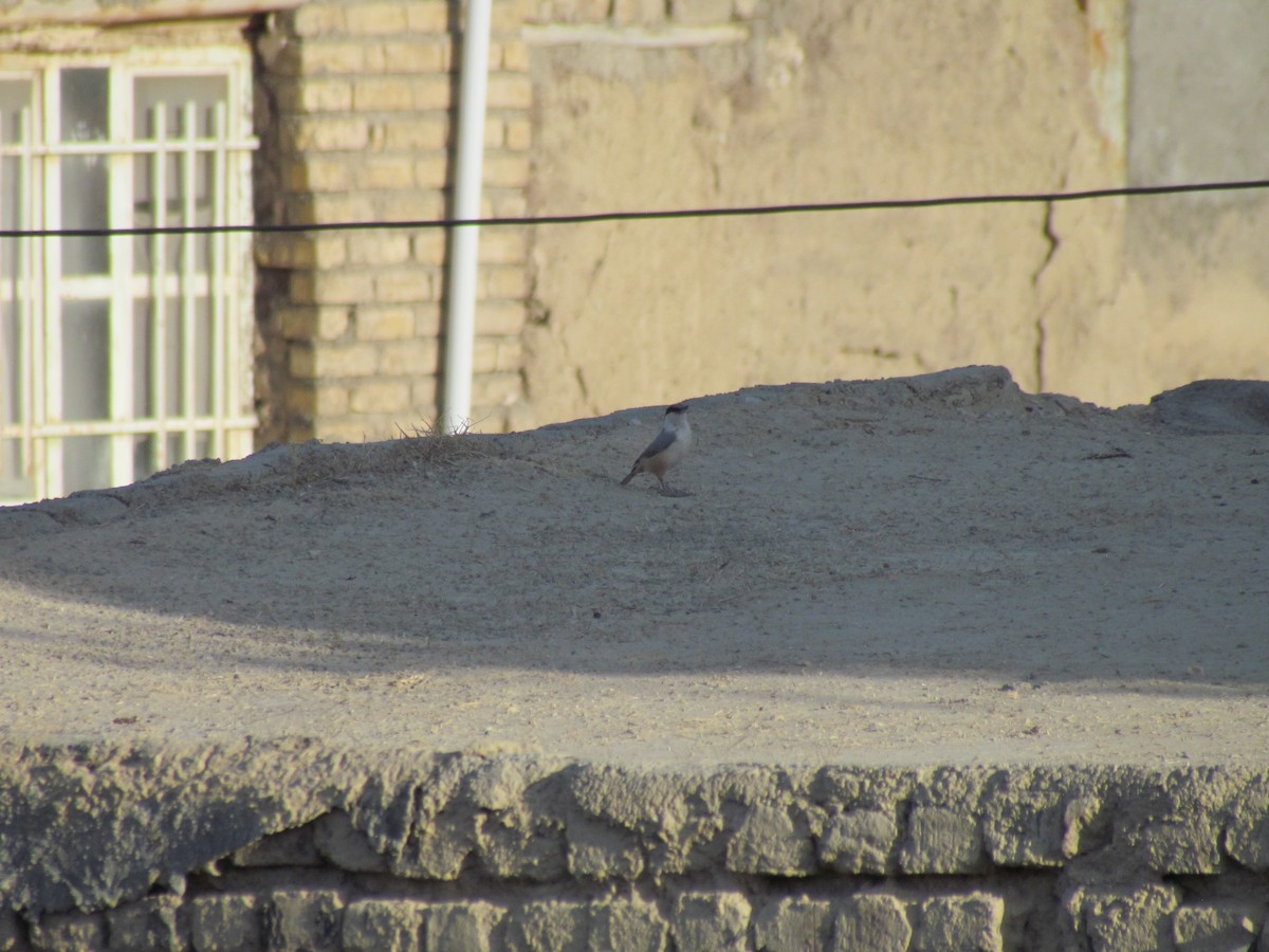 Eastern Rock Nuthatch - ML642797257