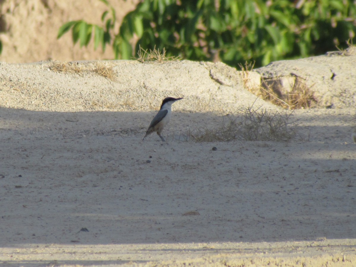 Eastern Rock Nuthatch - ML642797259