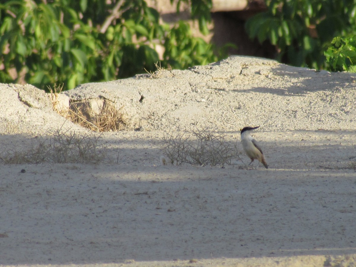Eastern Rock Nuthatch - ML642797260