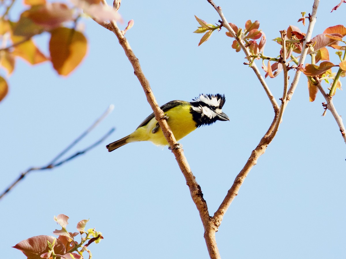 Northern Shrike-tit - ML642797266