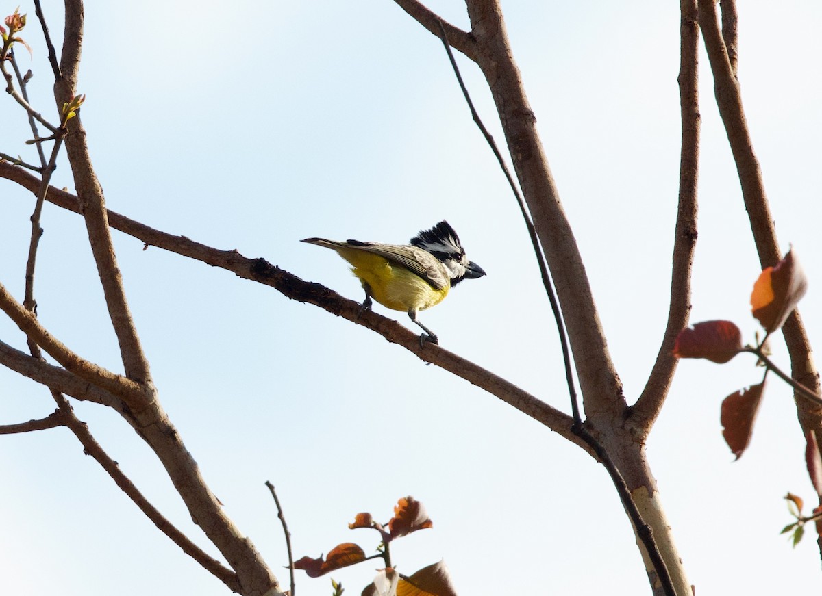Northern Shrike-tit - ML642797271