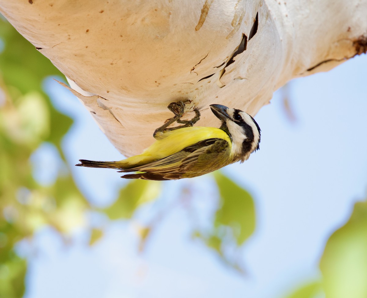 Northern Shrike-tit - ML642797274