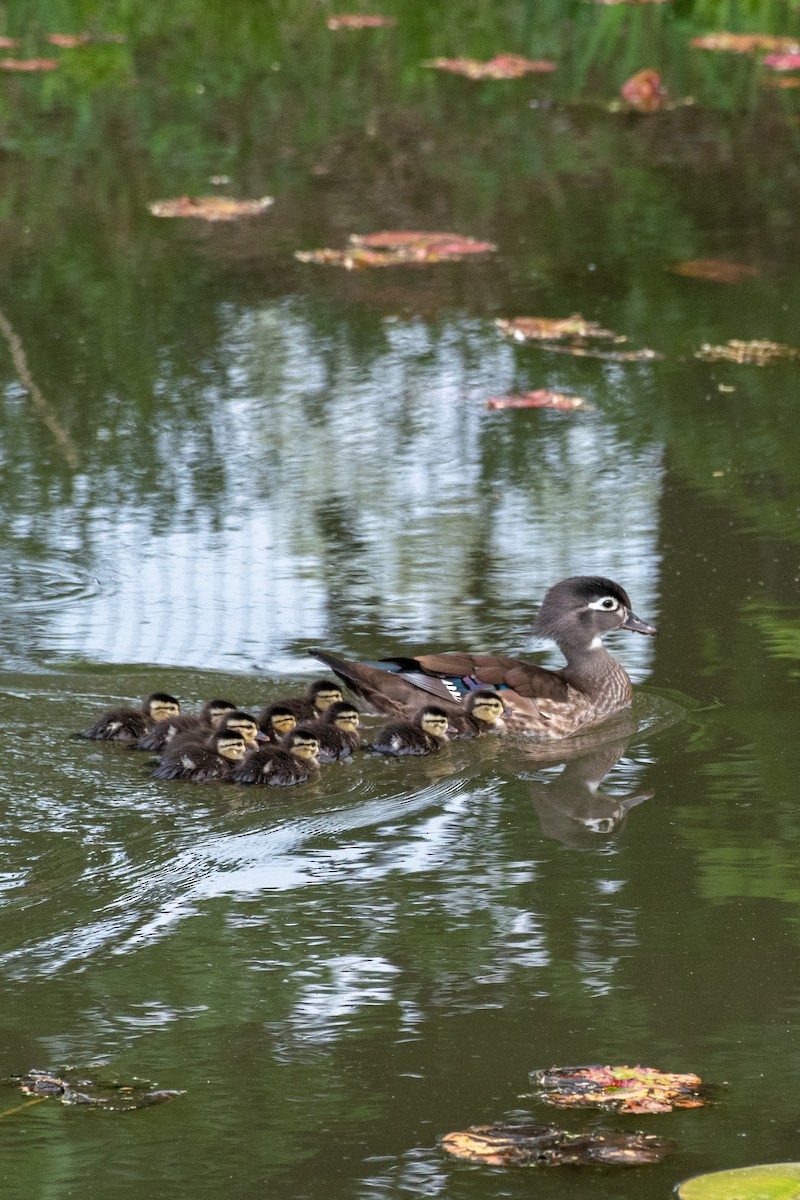 Wood Duck - ML642797281