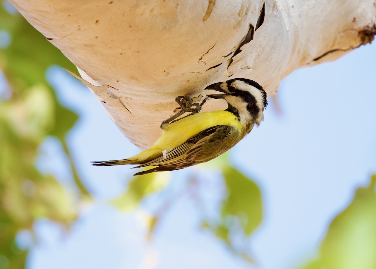 Northern Shrike-tit - ML642797282
