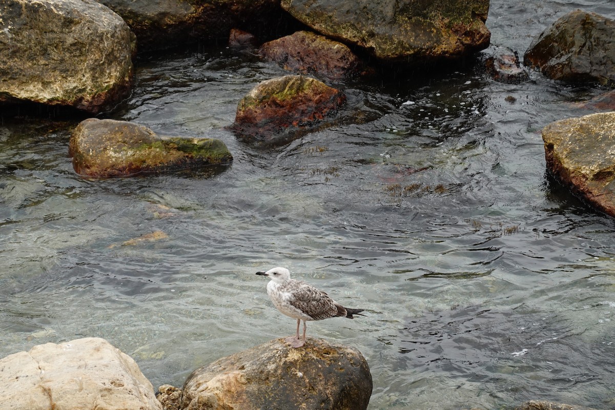Möwe, unbestimmt - ML642797285