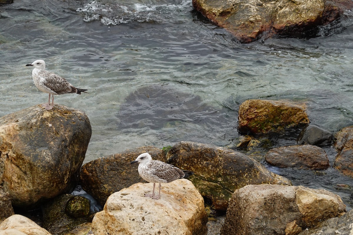 Möwe, unbestimmt - ML642797286