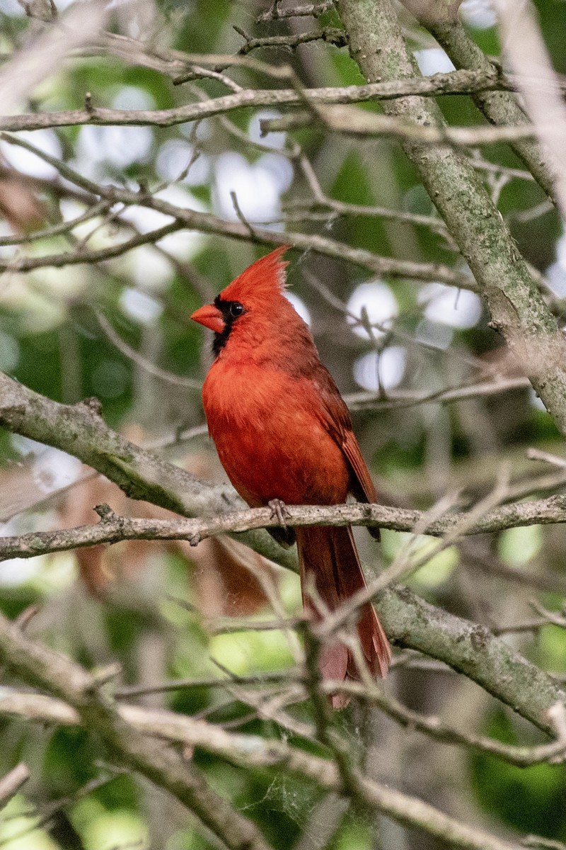 Northern Cardinal - ML642797292