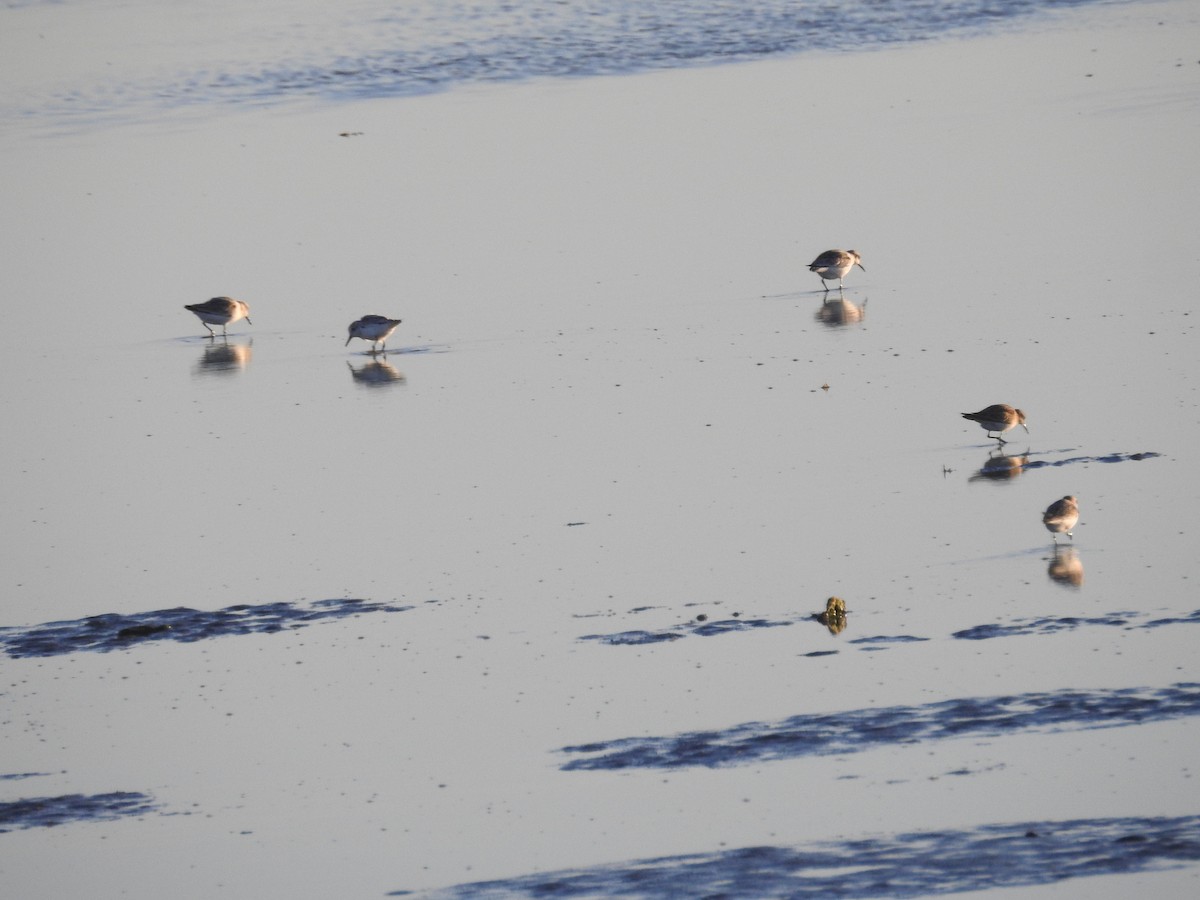 Гурвалж элсэг - ML642797296