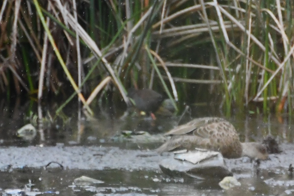 Spotless Crake - ML642797300